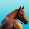 Get reliable up to date tracking information on your horse/s in seconds