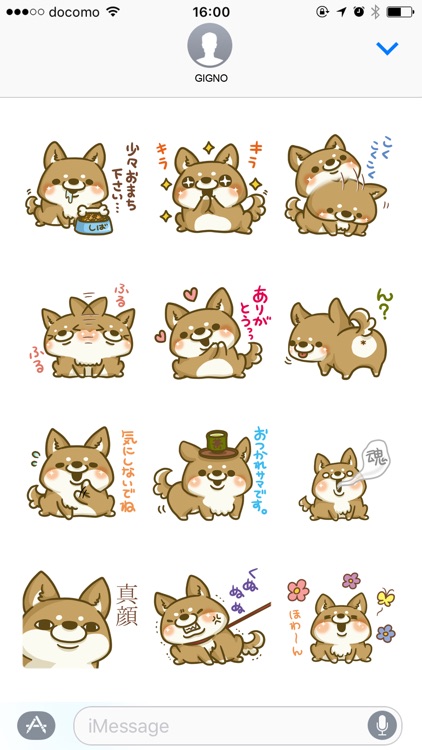 japanese shiba-inu with you