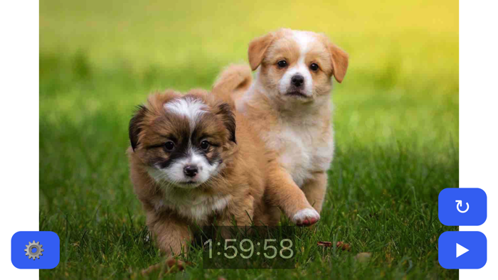 ペットタイマー：かわいいバニー、犬、猫またはギニアの豚！