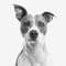 A Dog is the only thing on earth that loves you more than he loves him self
