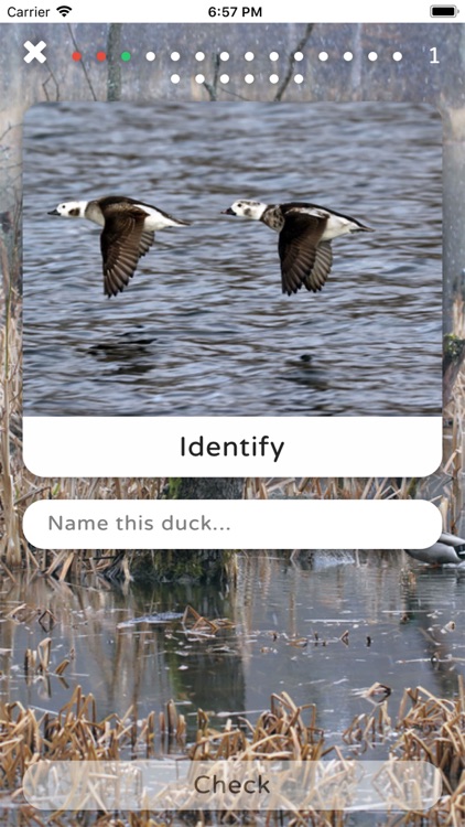 Duck ID App screenshot-5