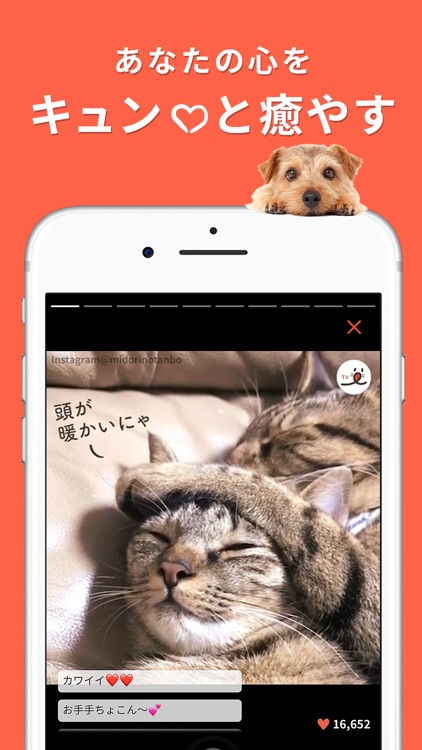 PECO(ペコ):飼い主のための機能充実ペットアプリ