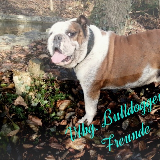 Vorarlberger Bulldoggen