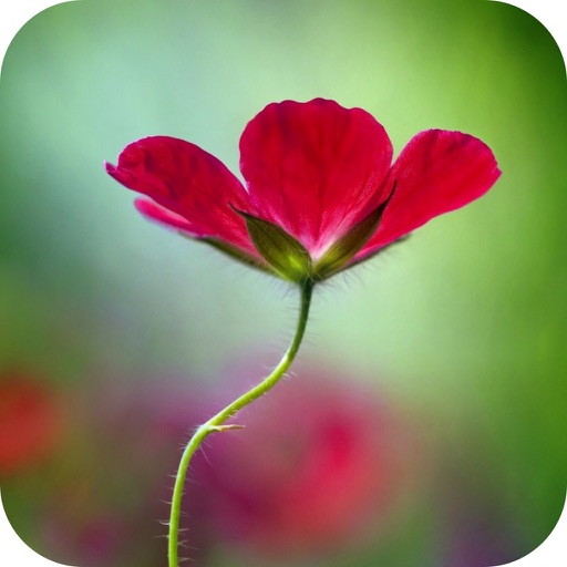 Censor Blur Photo  Effect  - DSLR iOS App