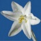 This is a guide to the basics of identifying over 740 wildflowers in the Anza-Borrego Desert and how to tell look-alikes apart