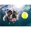Dog Under Water Funny Sticker