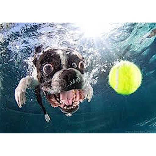 Dog Under Water Funny Sticker icon