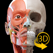 筋肉 | 骨格 - 解剖学3D アトラス