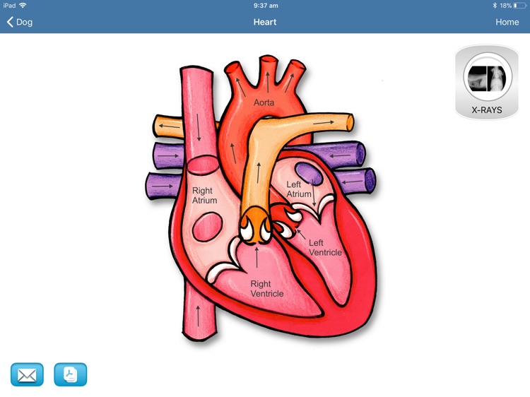 Veterinary iConsult