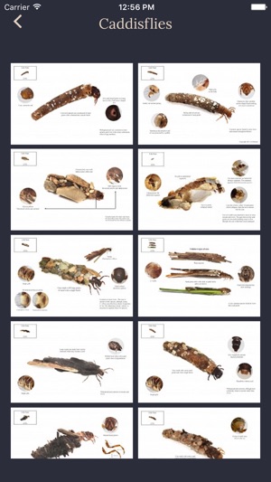 River Invertebrate Larvae(圖4)-速報App