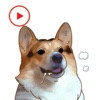 DogMoji Animated Stickers