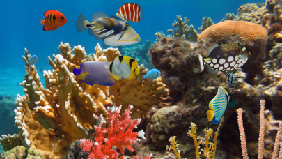 MyReef 3D Aquarium 2 HD Screenshot 2