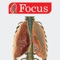 The Focus Digital Anatomy Atlas on Lungs is a tool to enhance knowledge and comprehension on –