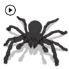 Animated Black Spider Sticker