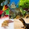 Animals : Reptiles Quiz