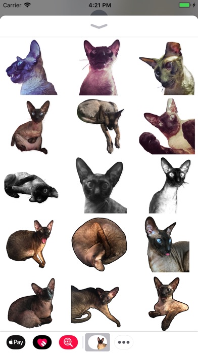 Tyutya cornishrex screenshot 3