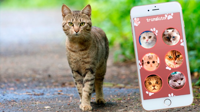 Cat Translator Simulator(圖5)-速報App