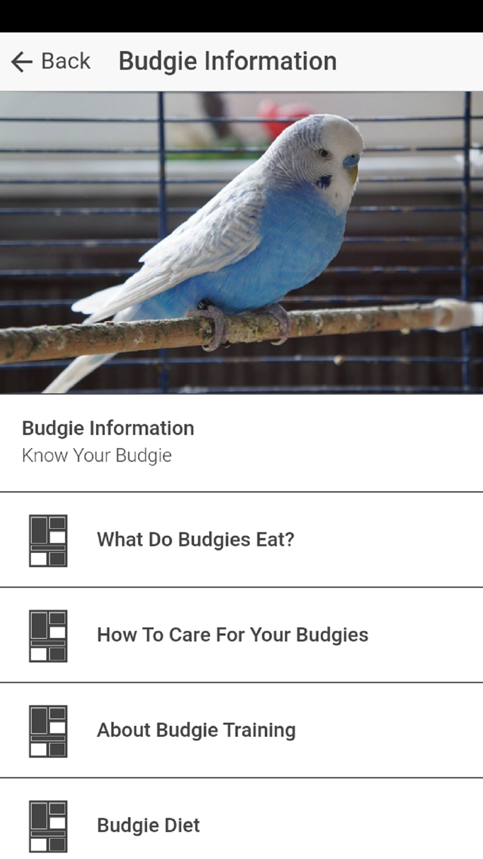 Pet Budgie Information  Care