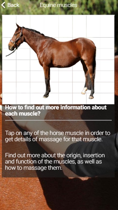 Equestricare Horse Massage screenshot 3