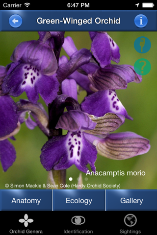 Orchid Id - British Orchids - náhled