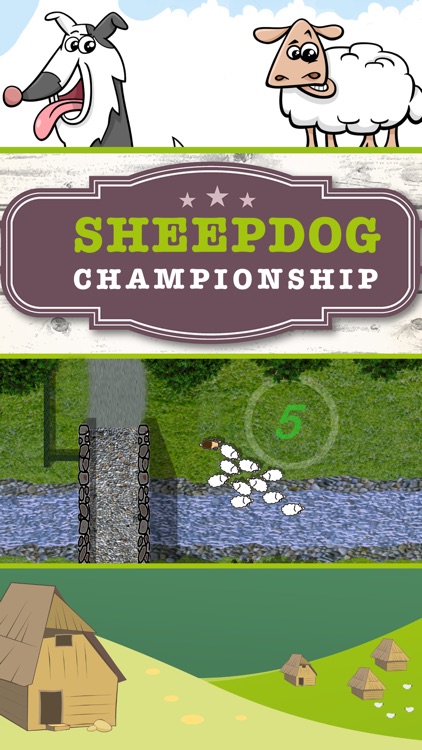 Sheep dog Championship