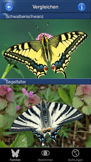 Schmetterling Id - Tagfalter(圖2)-速報App