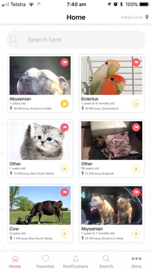 Save A Pet(圖5)-速報App