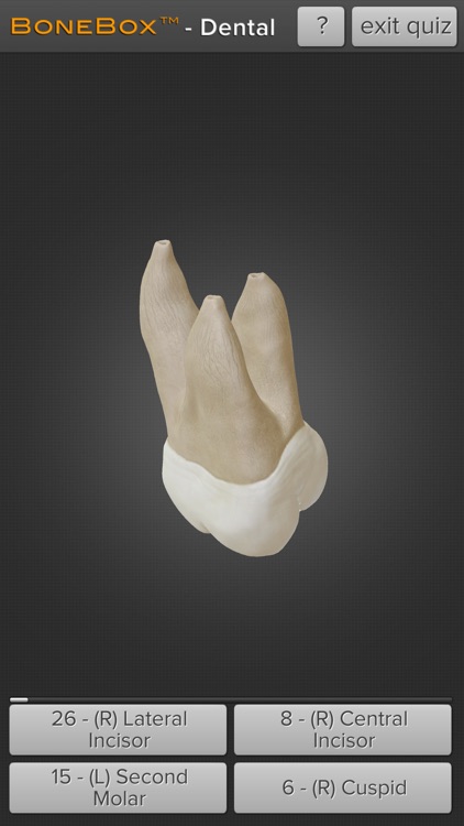 BoneBox™ - Dental Lite