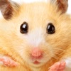 Hamster Jigsaw Puzzle Games Hamster Jigsaw Puzzle Games