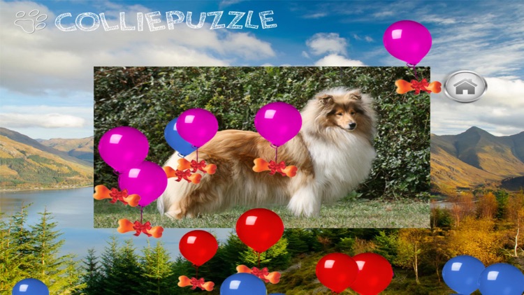 Collie Puzzle screenshot-4