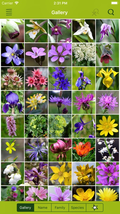 Wildflower Finder Switzerland