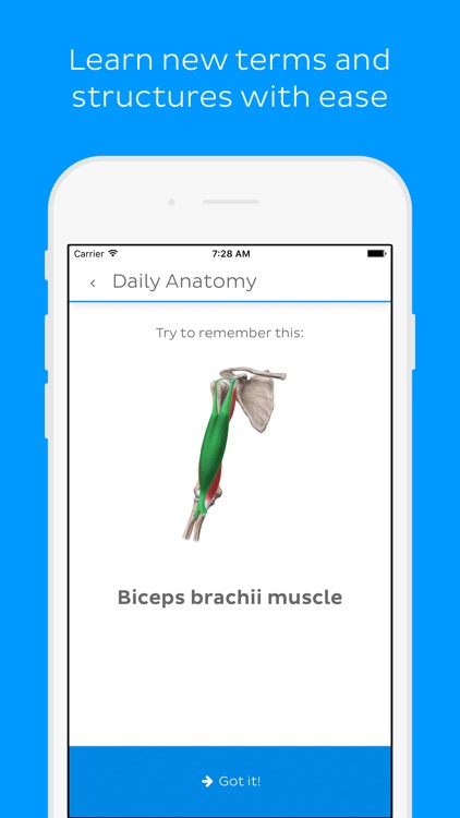 Daily Anatomy Flashcards