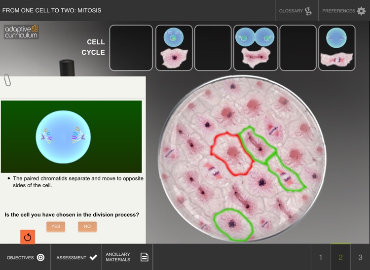 From One Cell to Two: Mitosis