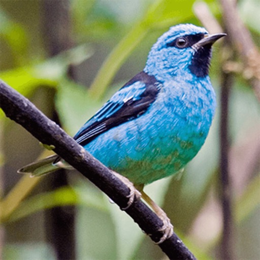 South American Birds and Sound iOS App
