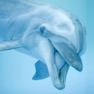 Get Dolphin Sounds! for iOS, iPhone, iPad Aso Report