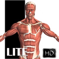 Visual Anatomy Lite apk