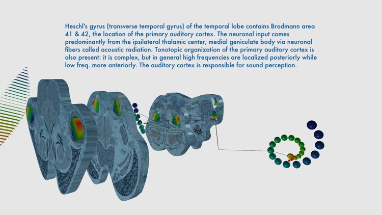 Auditory System Simulator screenshot-4