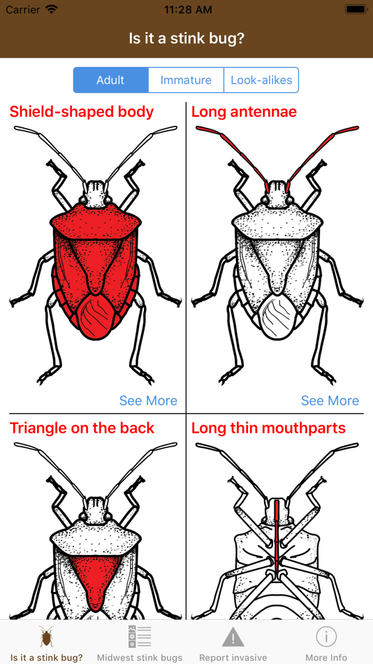 Some bugs перевод. Stink Bug Жук. Bug перевод. Как переводится Bugs. Stink Bug перевод.