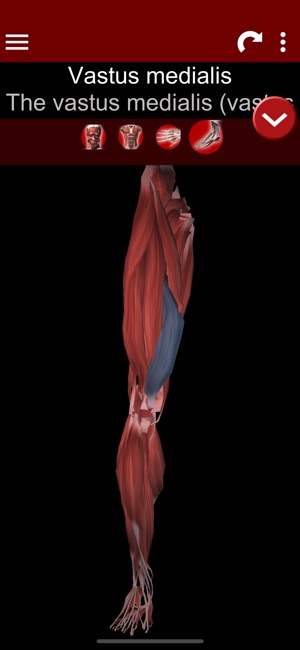 Muscular System 3D (anatomy)(圖4)-速報App