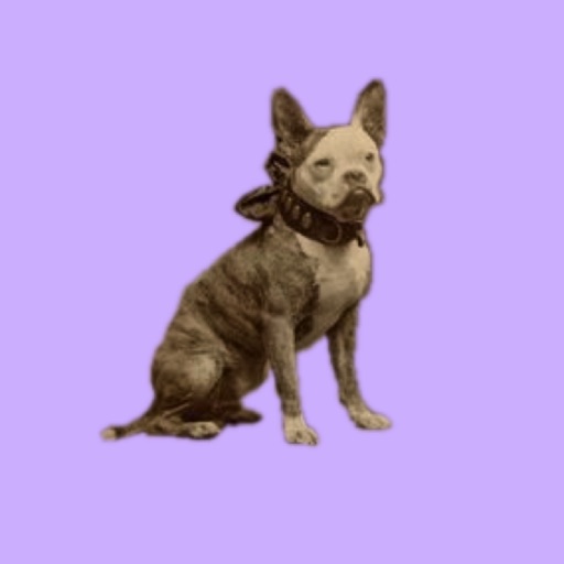 Vintage Boston Bull Terrier icon