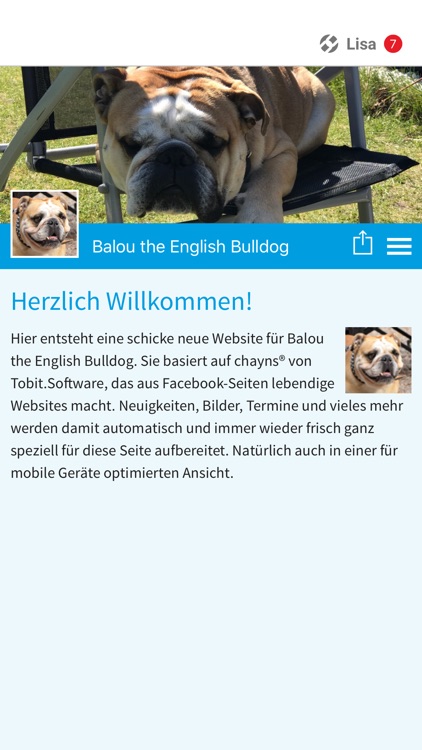 Balou the English Bulldog