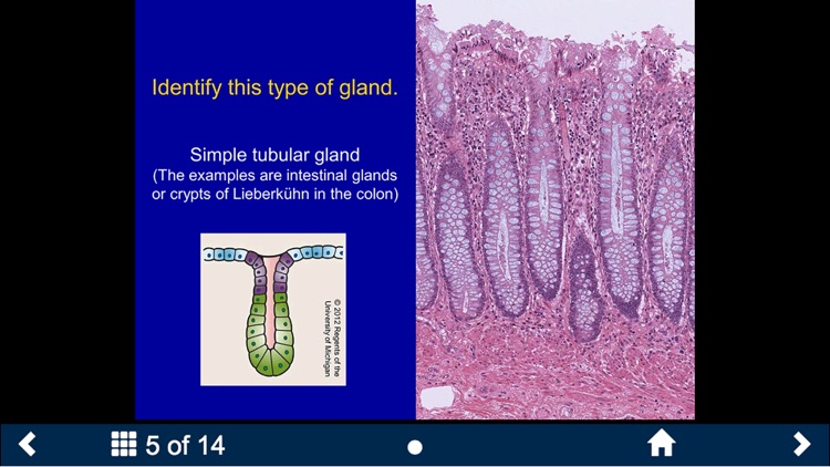 Histology - Basic Tissues screenshot-3