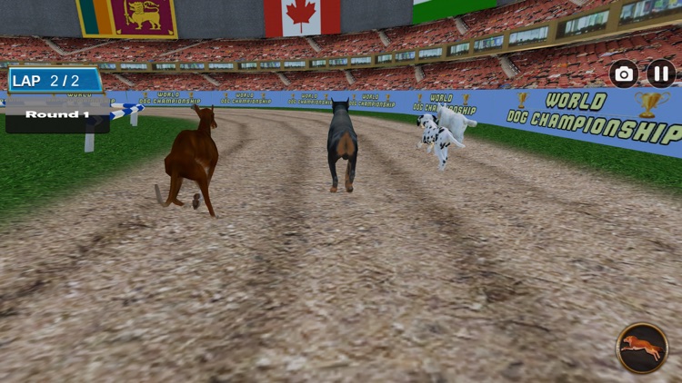 Dog Racing Tournament 2018 screenshot-3