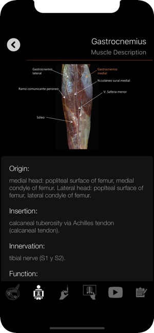 Localización muscular(圖4)-速報App