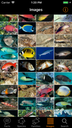 Marine Fish Maldives(圖4)-速報App