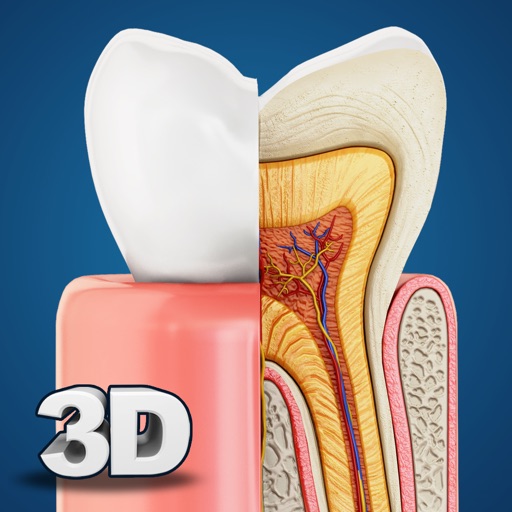 My Dental Anatomy