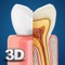 My Dental Anatomy app for studying human Dental Anatomy which allows you to rotate 360° , Zoom and move camera around a highly realistic 3D model