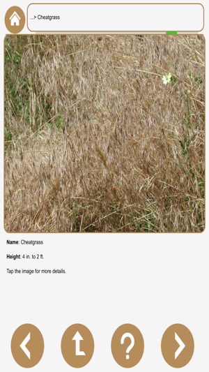 Inland NW Weeds(圖5)-速報App