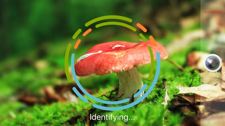 MushroomSnap - Mushroom ID Pro