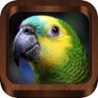Top 36 Reference Apps Like Bird Songs - Bird Call & Guide - Best Alternatives